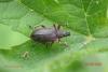Phyllobius sp.